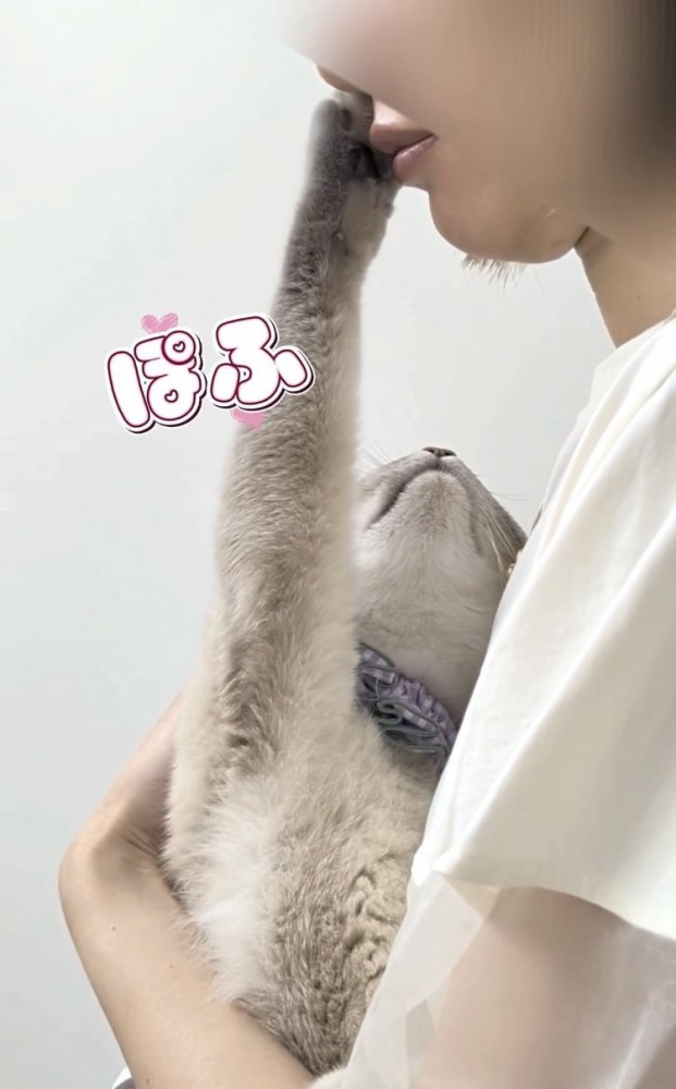 飼い主さんの鼻と口にタッチするシャムトラ猫