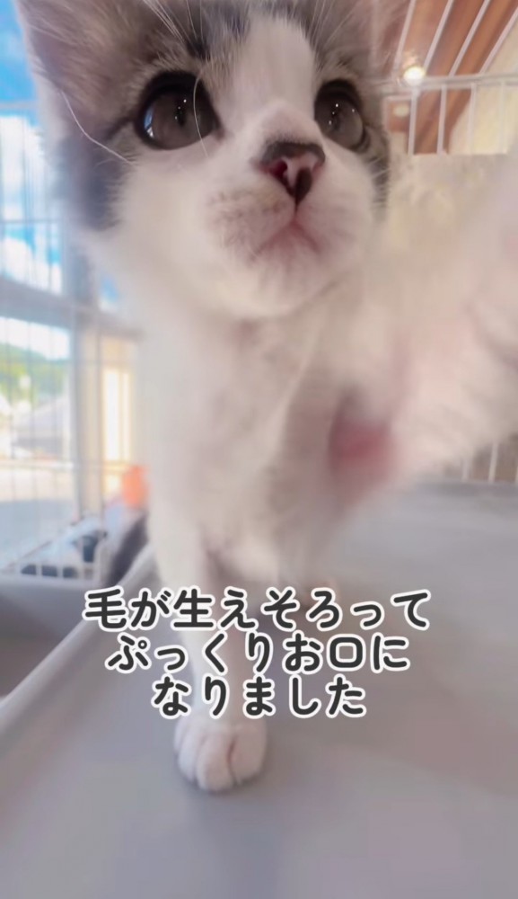 前足を出す子猫