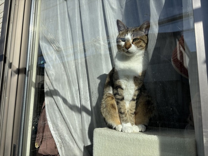 窓の向こうにいるソーダくん