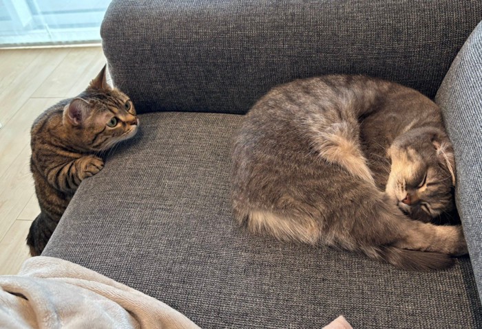 ソファで眠る猫と、それを見る猫