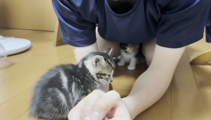 腕にくっつくミックスくん