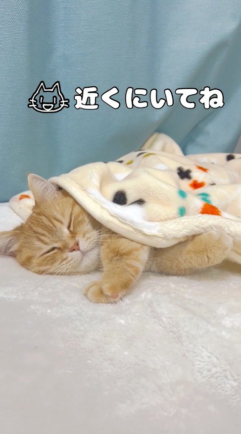 布団をかけられてまどろむ猫