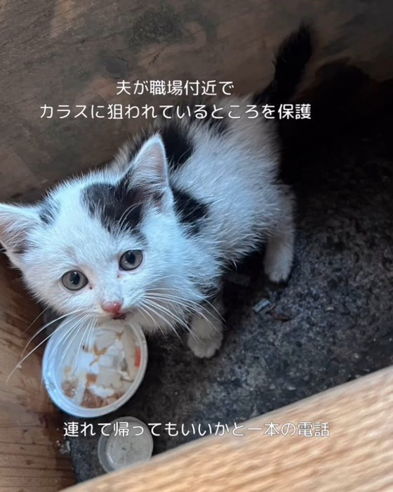 見上げる子猫