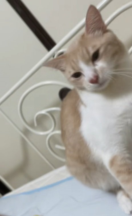 輪ゴムを口から放す猫