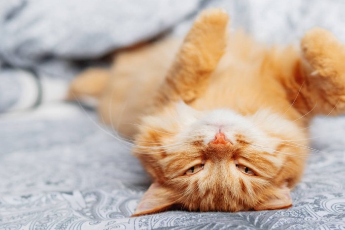 カメラ目線でヘソ天する猫