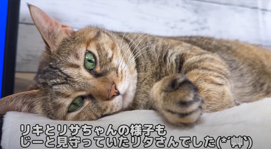 横向きで寝そべる猫