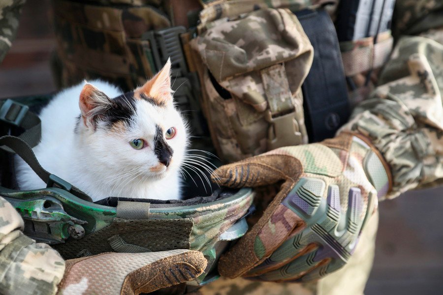 ウクライナ軍兵士に抱かれる猫