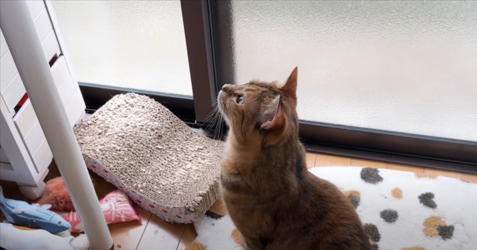 座って斜め上を見る猫