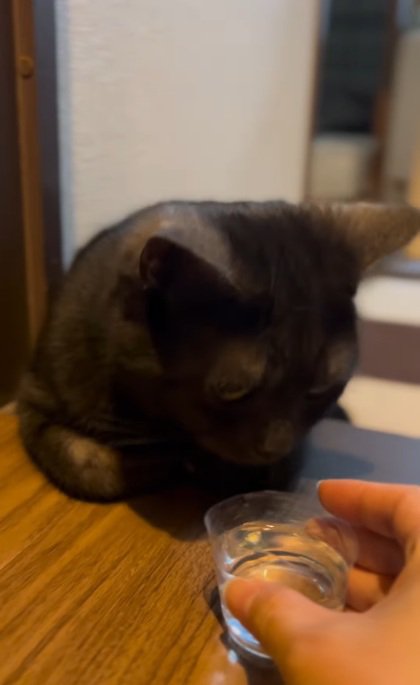 廊下にいる黒猫に水を差しだす