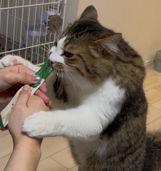 おやつにがっつくほたてくん