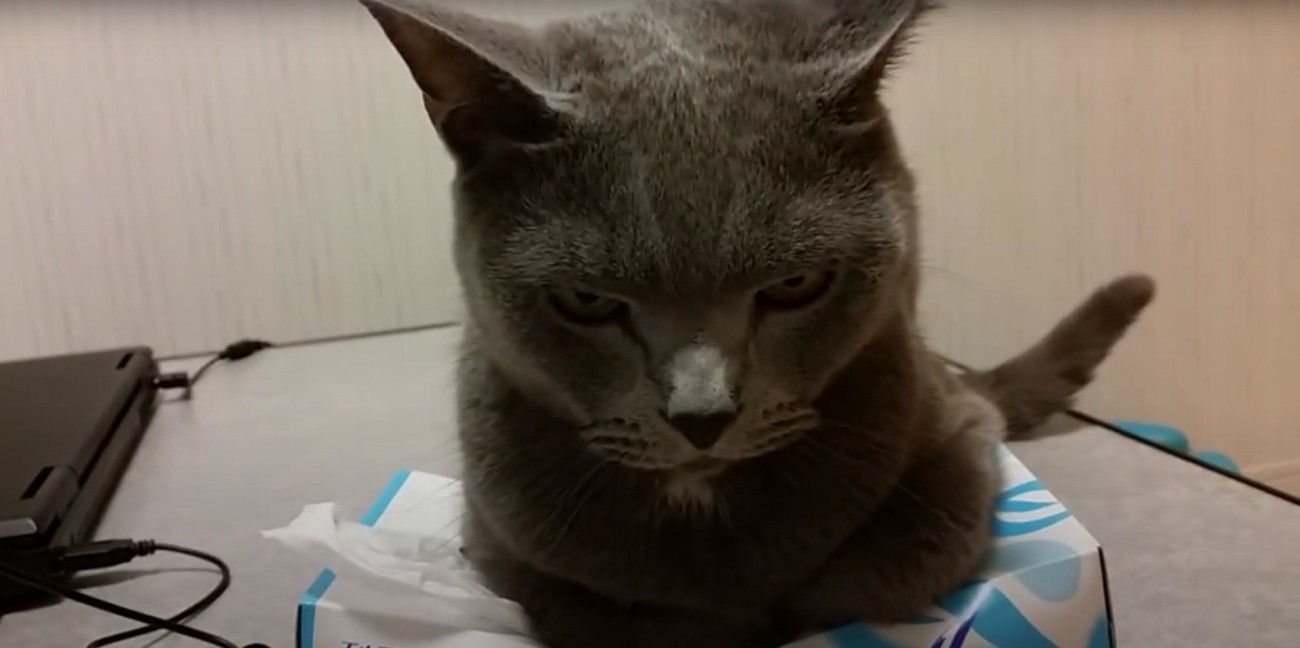 睨むすずまろくん