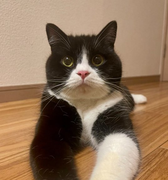 正面を向いて伏せをしている猫