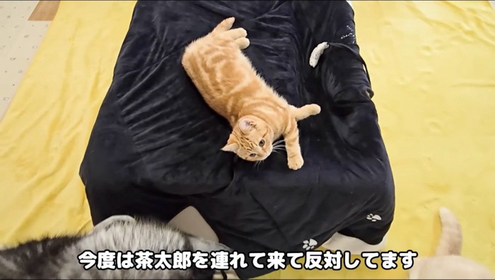 コタツの上に寝転がる茶トラ猫