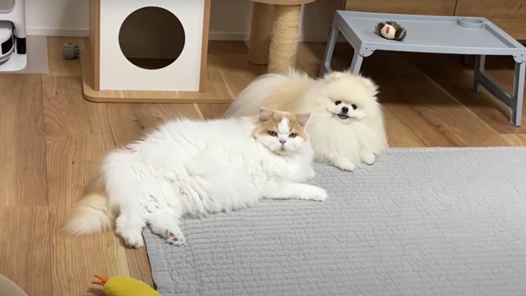 横になる猫と犬
