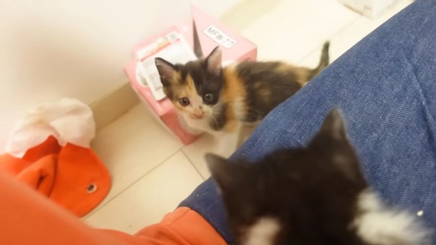 膝の上の兄猫を見上げる妹猫