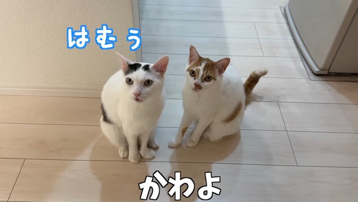 鳴いている白黒ぶち猫と茶トラ白