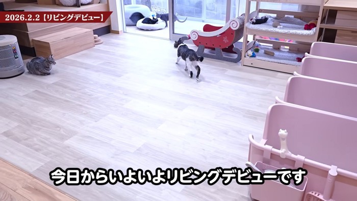 部屋を歩く猫