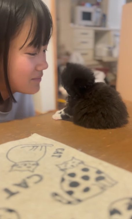 机の上にいるキョトン顔の子猫と女の子