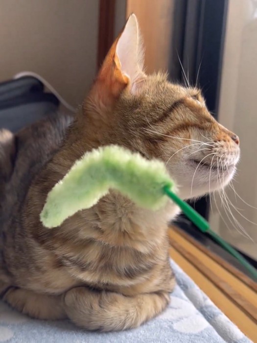 そっぽを向く猫