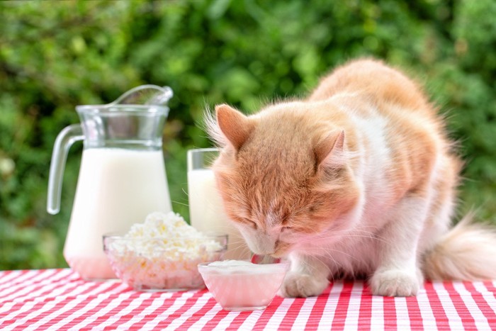 ガラスの器のヨーグルトを食べる猫