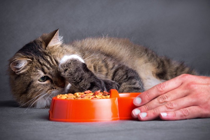 ご飯を嫌がる猫