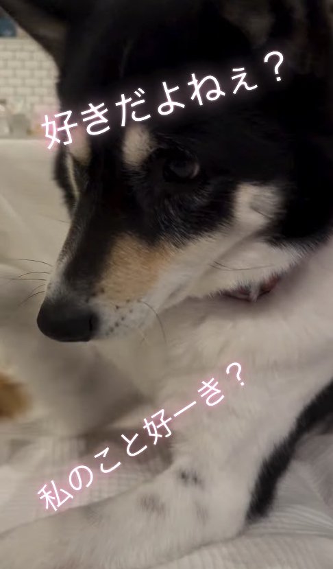 伏せをして右前足を上げている犬のアップ