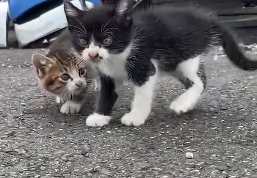 外にいるキジ白の子猫と白黒の子猫