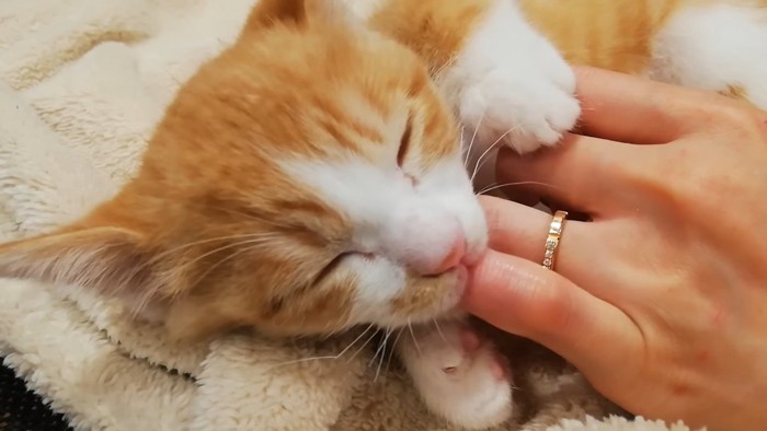 少し頭を上げた子猫クラくん