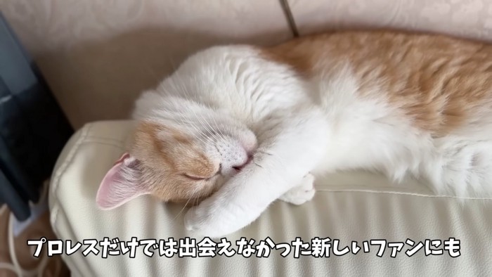 顔を隠して寝る猫