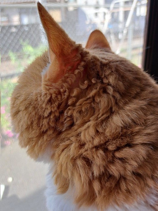 窓の外を眺める猫の後ろ姿