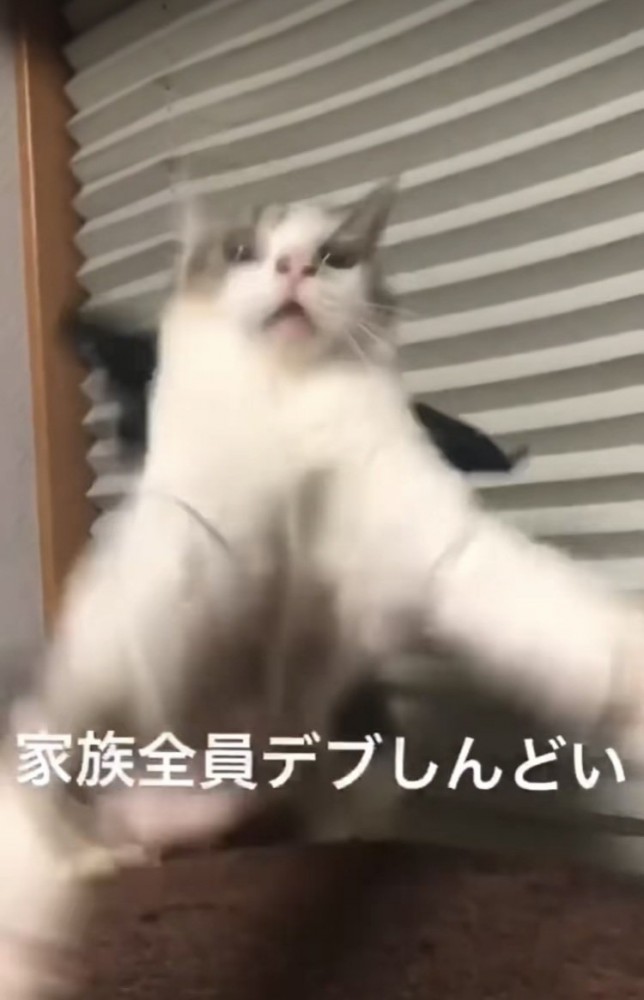 バランスを崩し後ろに落ちそうになるキジ白猫