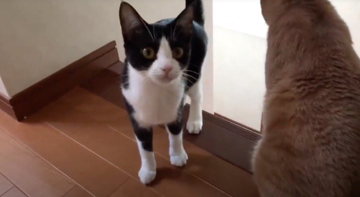 階段を上りきったハチワレ猫