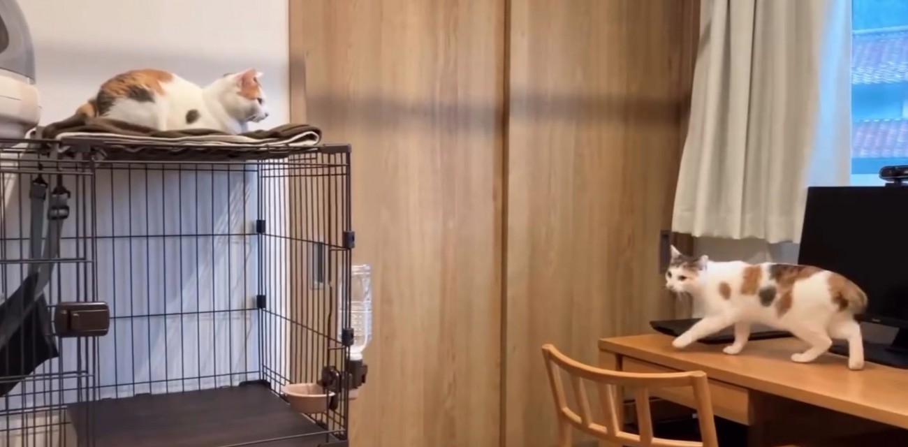 机の上を歩く猫