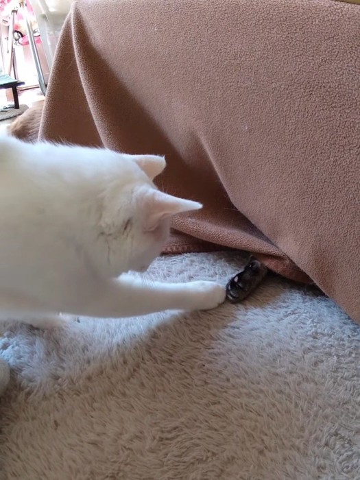黒い物体を触る猫