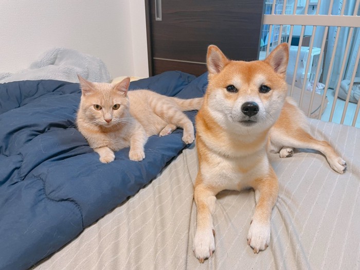 寝そべる猫と犬