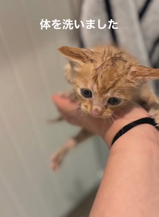 体を洗ってもらった子猫