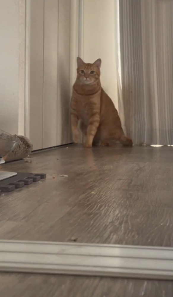 駆けだそうとする猫