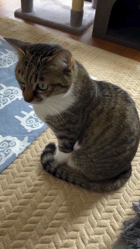 仕事に出かける飼い主に返事をする猫