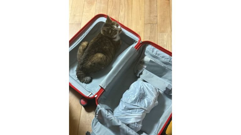 スーツケースと猫