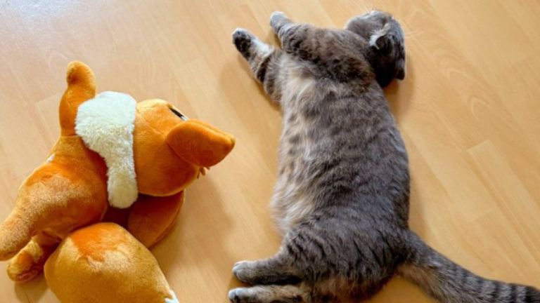 猫とぬいぐるみ