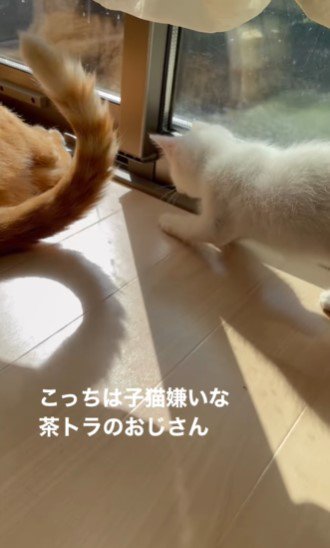 子猫に飛びつかれてイライラするおじさんのしっぽ