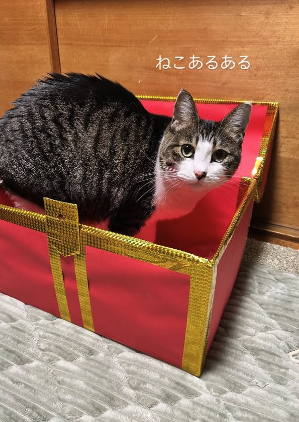 宝箱の中に入っている猫