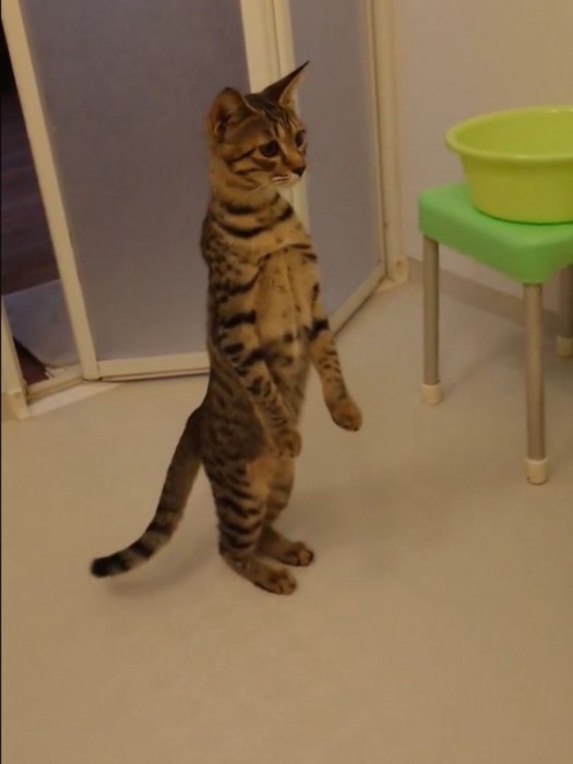 背筋を伸ばして立つ猫
