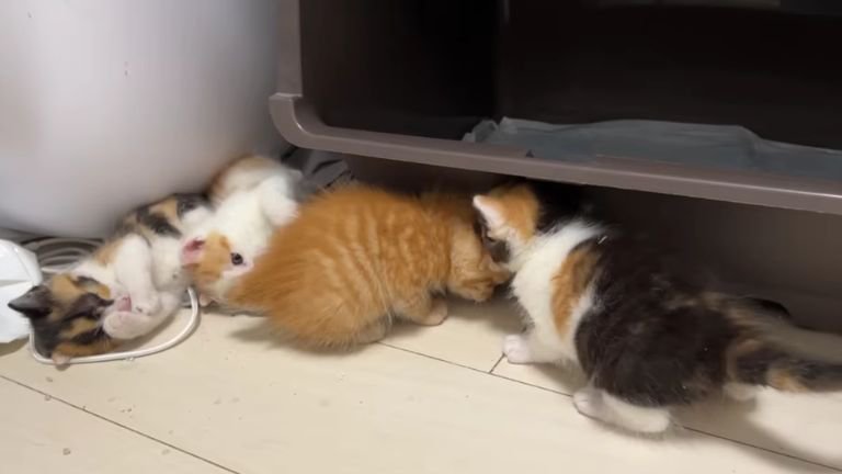 寄り添う子猫たち