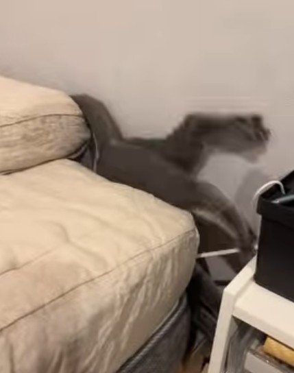 隙間でもがく猫
