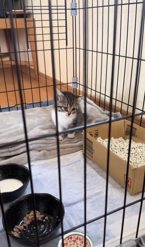 ケージの中の子猫