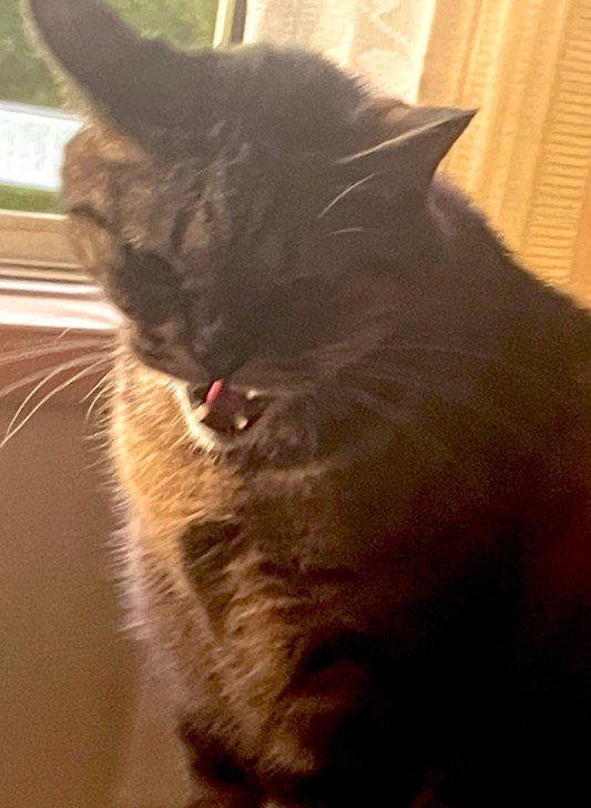 窓辺で威嚇の表情をするキジトラ猫