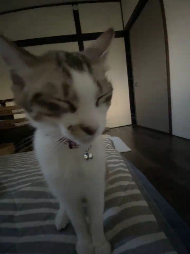 目を閉じて立っている猫