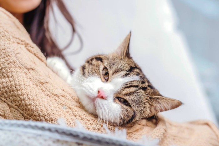 女性に甘える猫