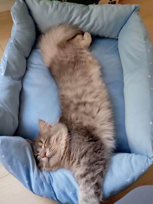 猫ベッドで寝る猫